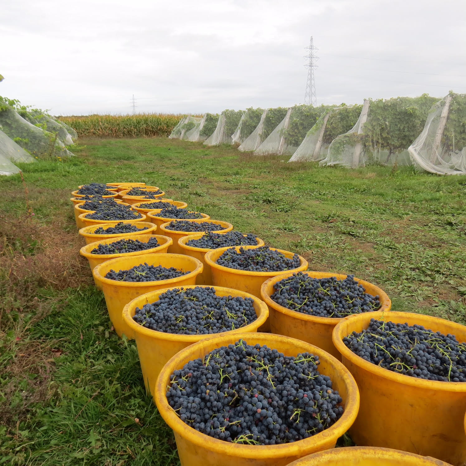 Participez aux récoltes, découvrez le processus de vinification et profitez d'une ambiance conviviale.